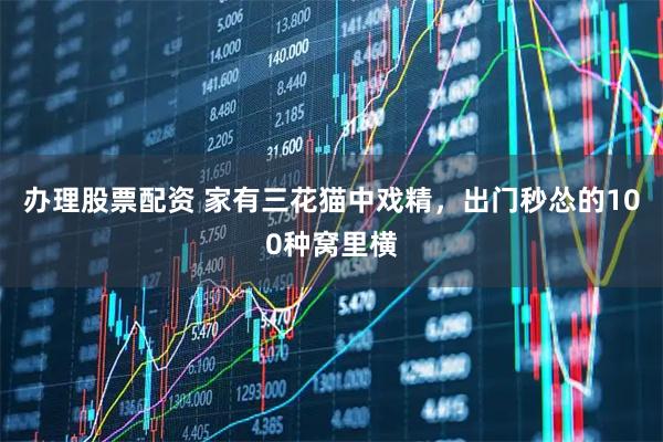 办理股票配资 家有三花猫中戏精，出门秒怂的100种窝里横